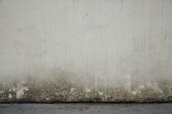 Mould Problems - Mould Problems